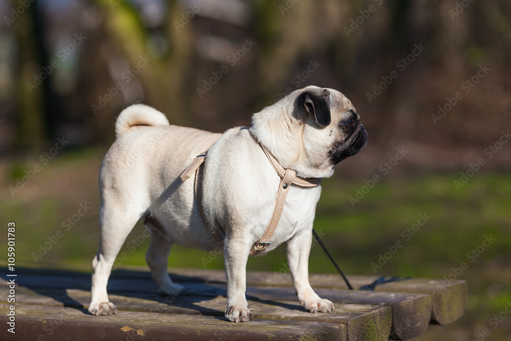 Pug dog