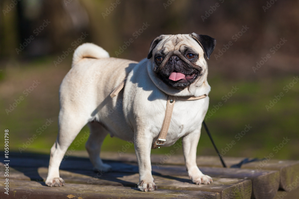 Pug dog