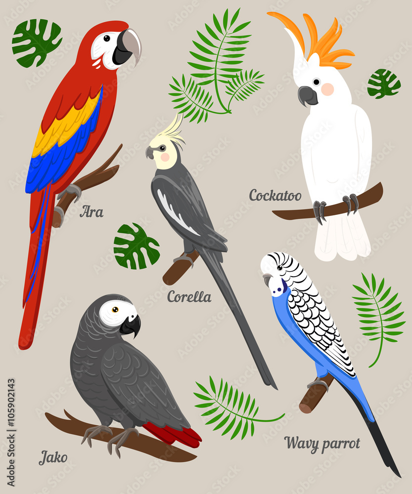 Fototapeta premium Parrots Cartoon Vector Illustration. Parrot set Exotic birds