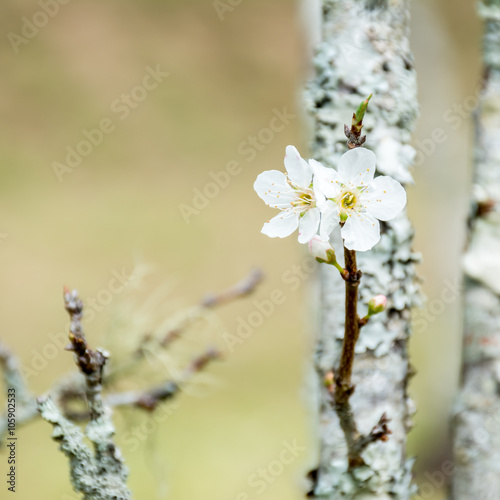 Chinese plum or Japanese apricot  blossom flower on tree. Select © sirins