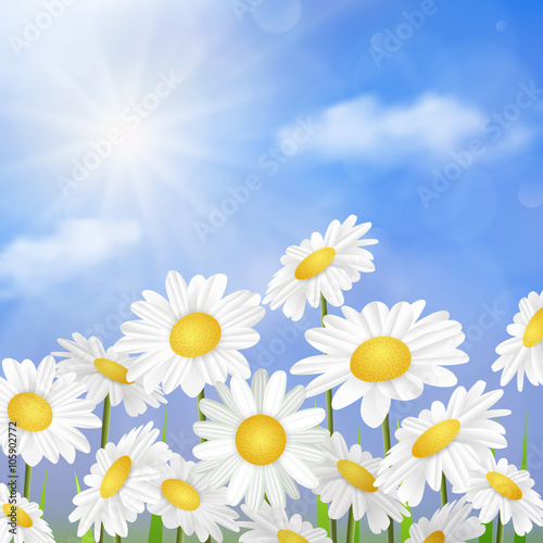 White daisy chamomile flowers 