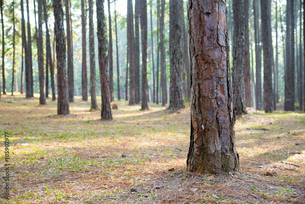 Mountain pine tree garden. Mountain pine tree garden.