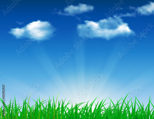 daisy vector background summer design