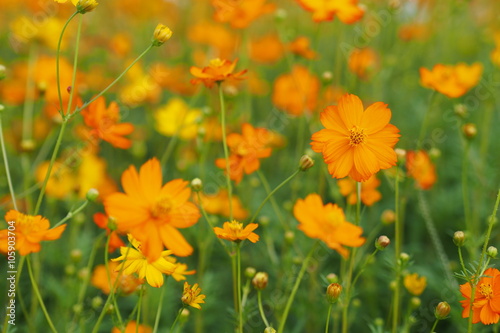 Yellow flower of cosmos blossom in summer © ployyim