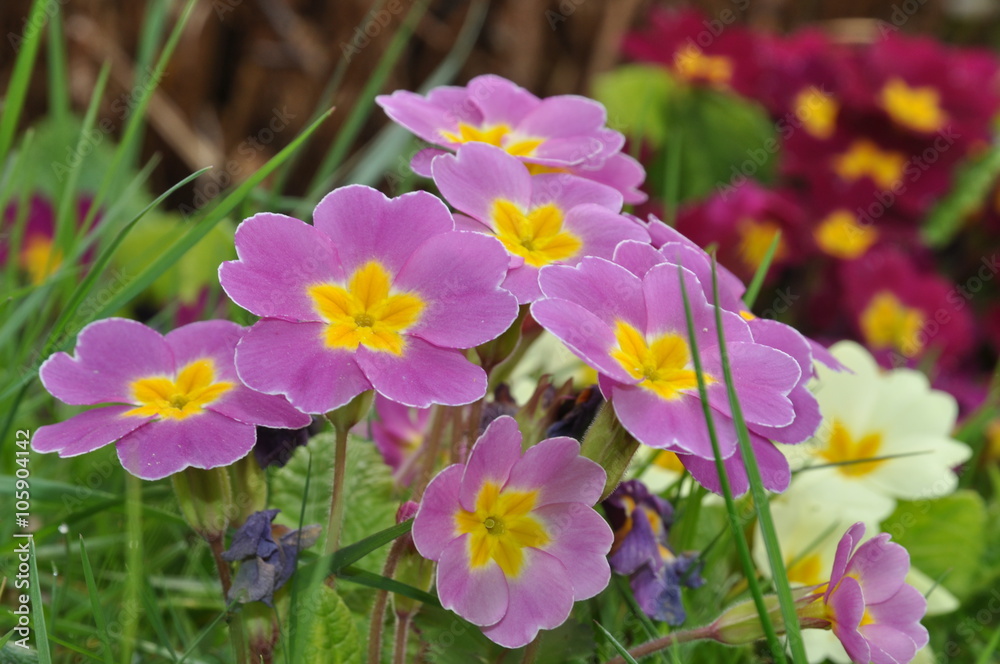 Fototapeta premium Primeln