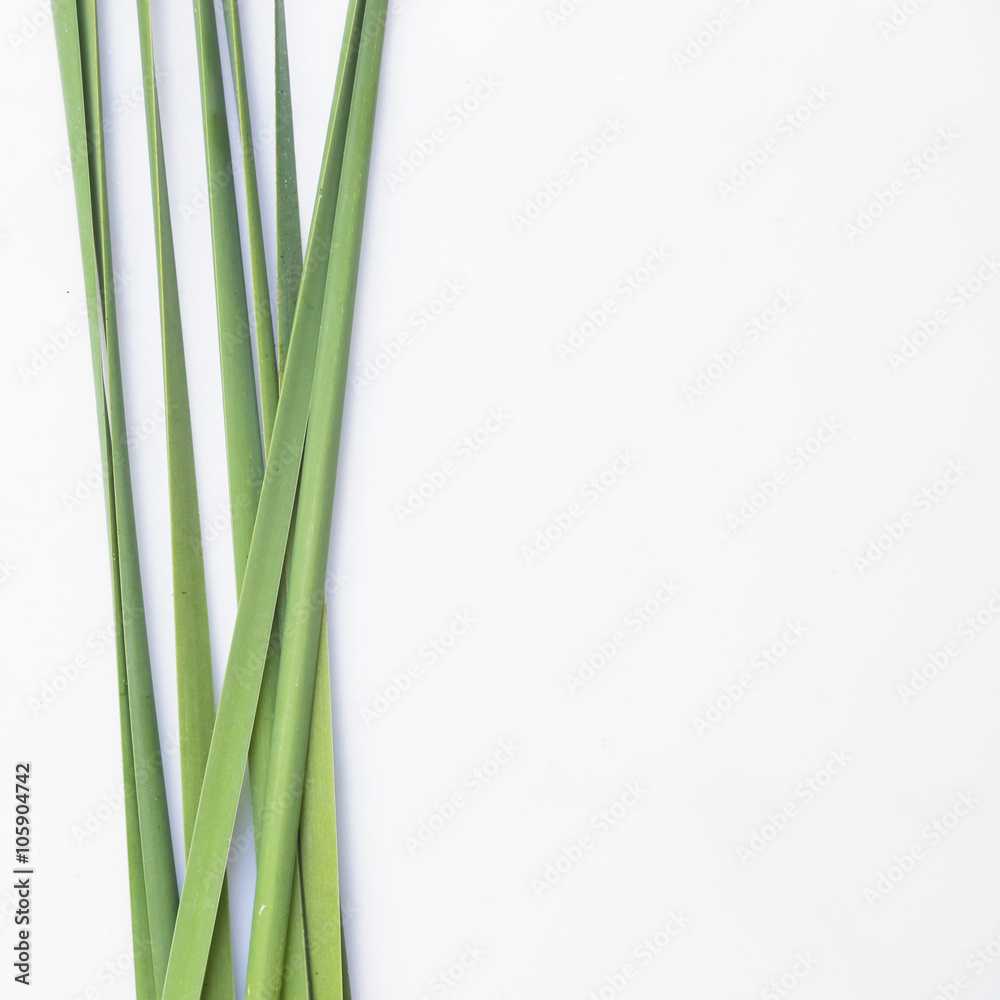 Fototapeta premium Green reeds background 
