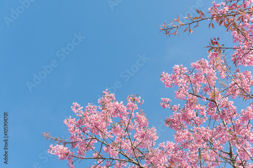 Wild Himalayan Cherry (Prunus cerasoides) blossom in spring seas