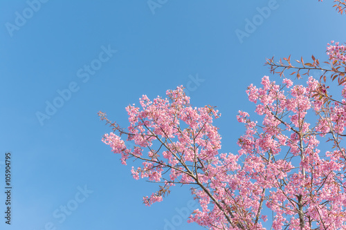 Wild Himalayan Cherry (Prunus cerasoides) blossom in spring seas