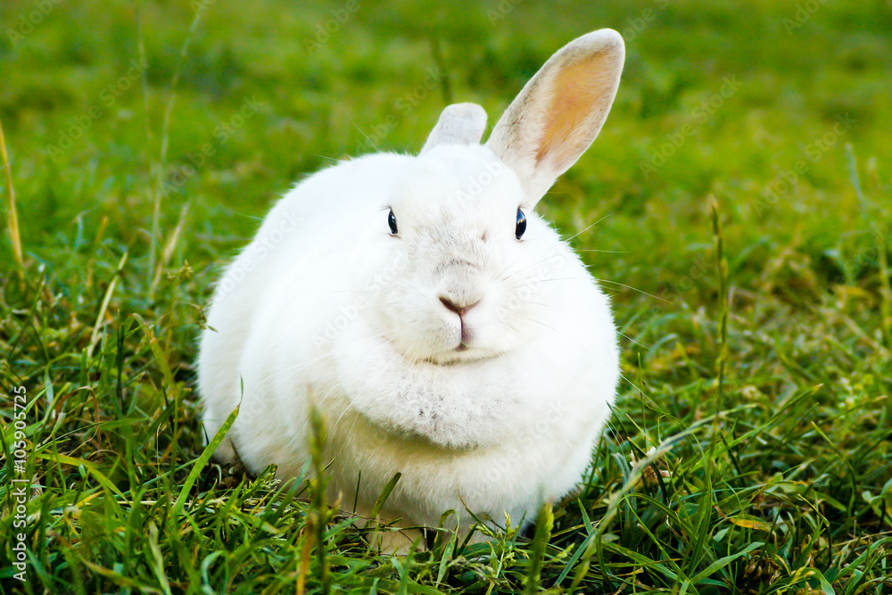 White bunny on a grass