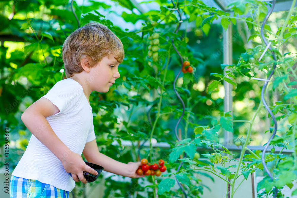 little kid boy picking tomatoes in greenhouse little kid boy picking tomatoes in greenhouse