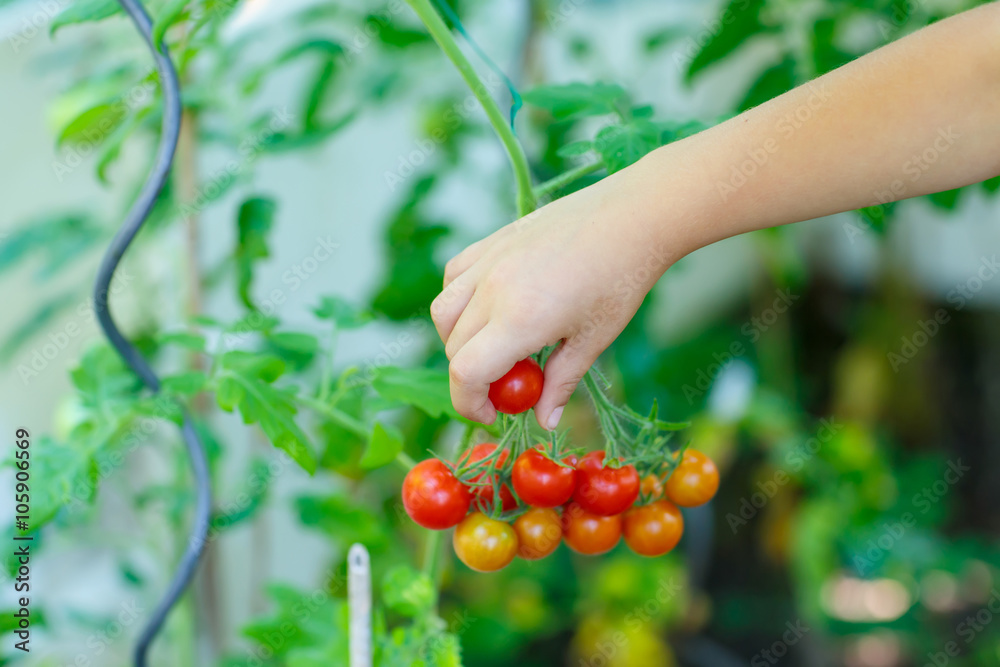 Hand of little kid picking tomatoes in greenhouse 