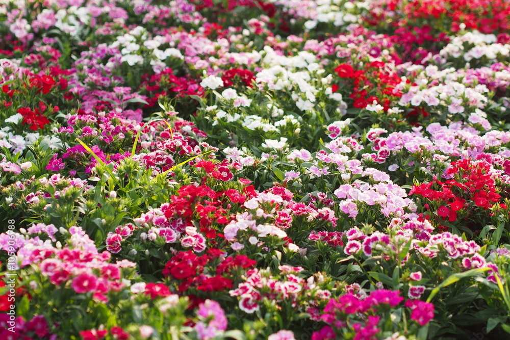 Colorful flowers of China Pink blossom in garden