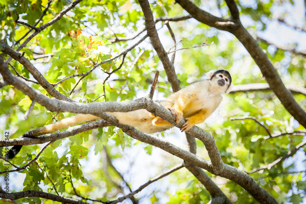 Singe jaune saimiri à tête noire dans les arbres