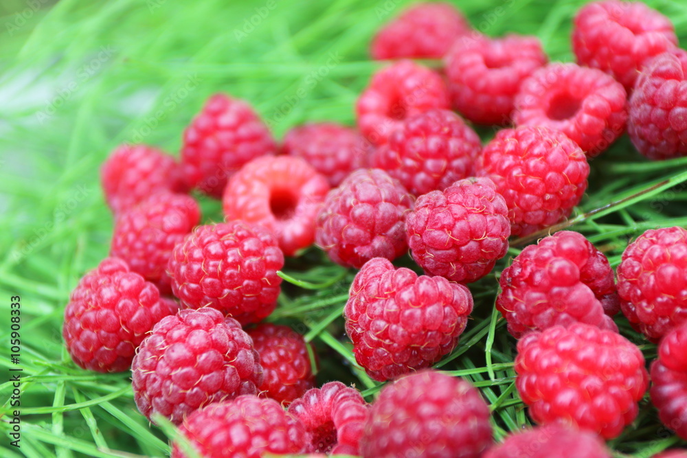 Scattering of the fresh-picked forest raspberries (Rubus idaeus) lying on the horsetail stems Scattering of the fresh-picked forest raspberries (Rubus idaeus) lying on the horsetail stems