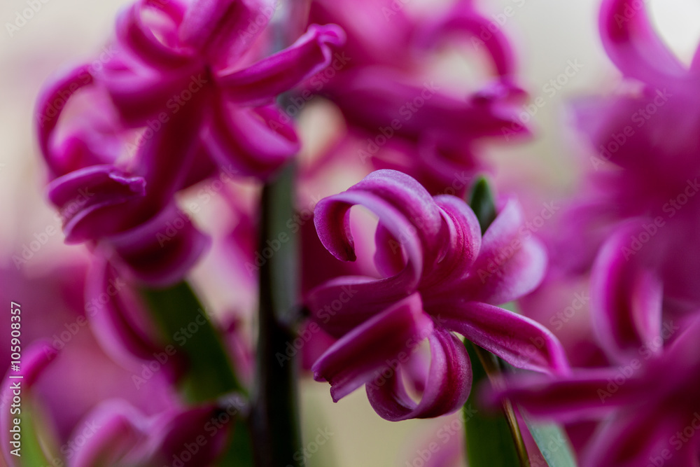 Jacinthes en fleur