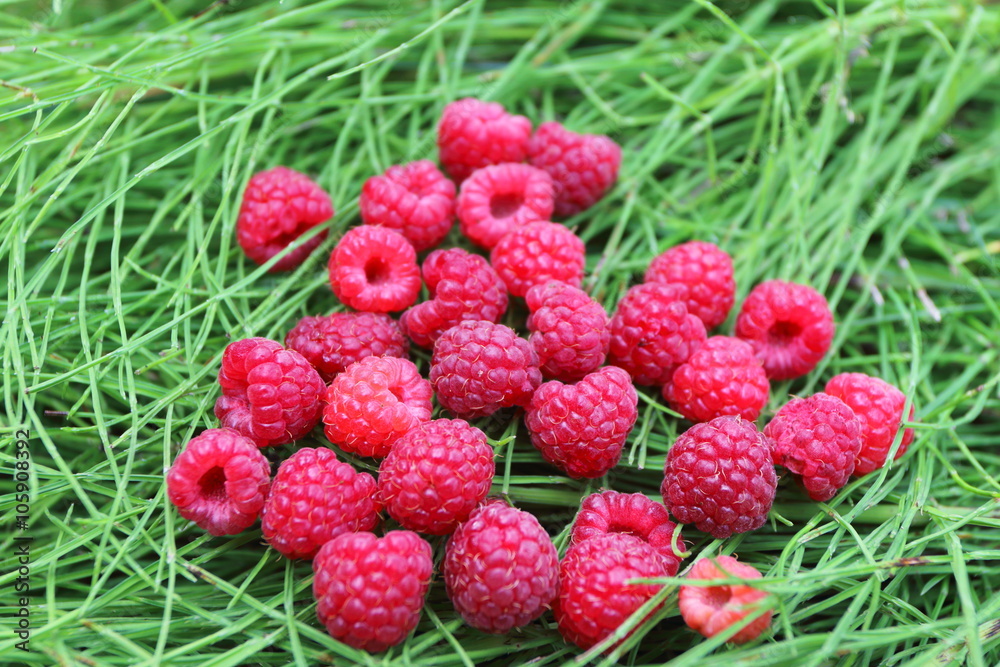 Scattering of the fresh-picked forest raspberries (Rubus idaeus) lying on the horsetail stems Scattering of the fresh-picked forest raspberries (Rubus idaeus) lying on the horsetail stems