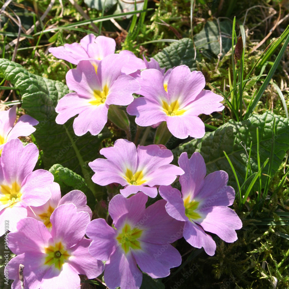 primula rosa illuminata da sole in primavera primula rosa illuminata da sole in primavera