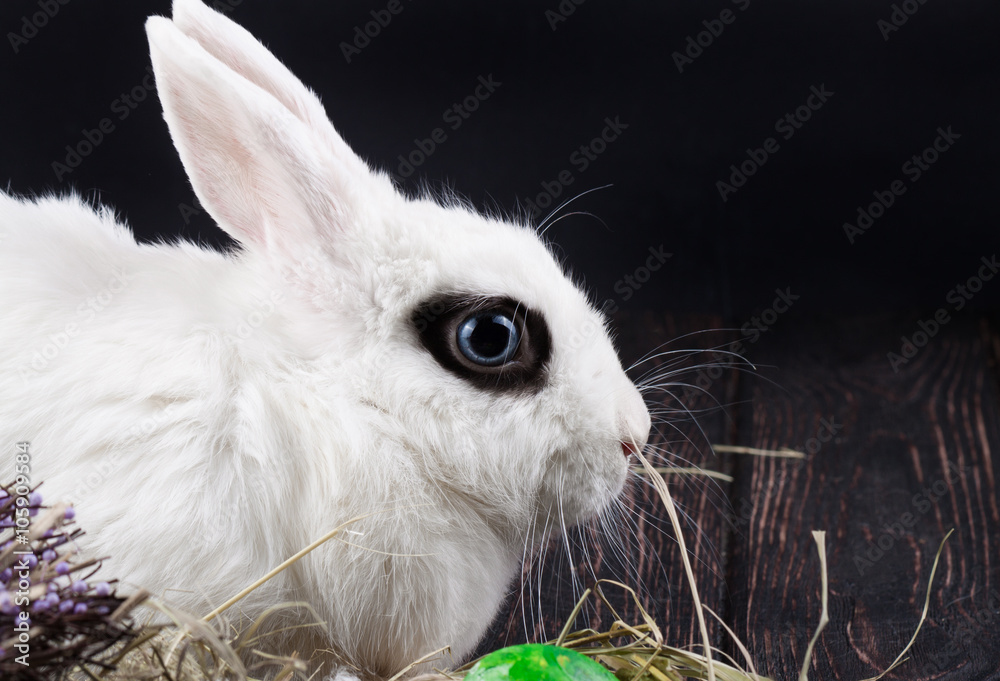Obraz premium Easter rabbit sits