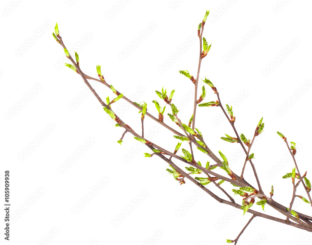 Spring branch of isolated
