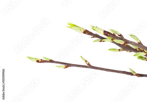 Spring branch of isolated