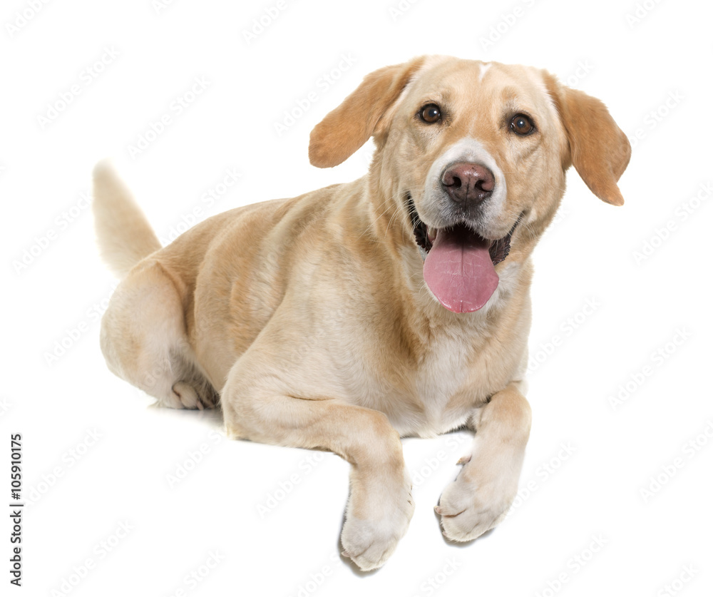 female labrador retriever