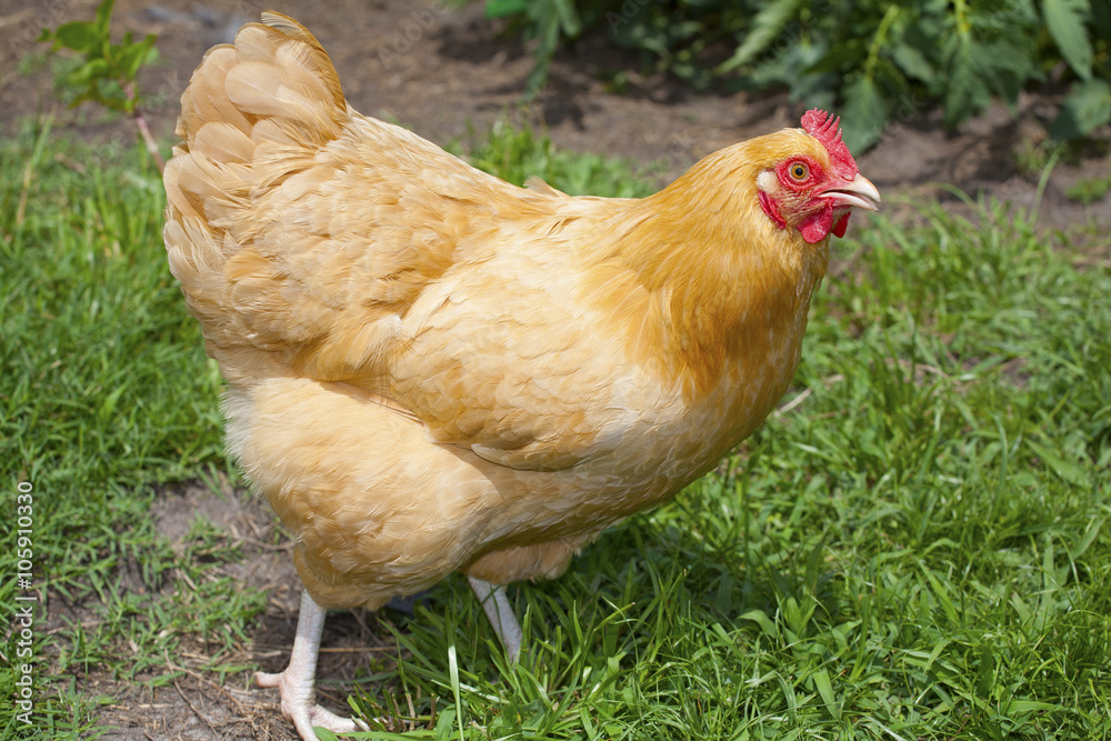 Fototapeta premium Sunny stroll