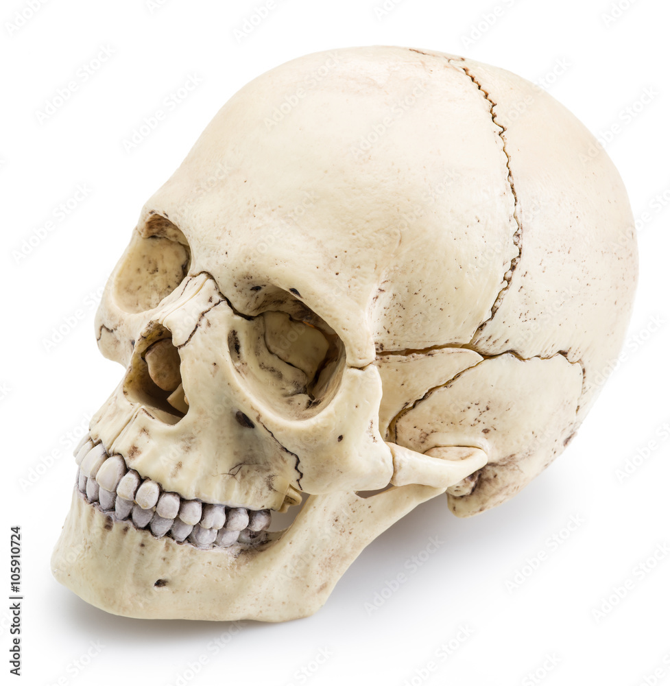 Obraz premium Skull model isolated on a white background.