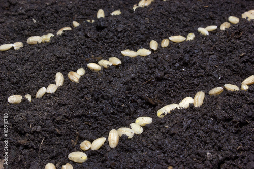 The rows of seeds in the ground. To plant seeds.