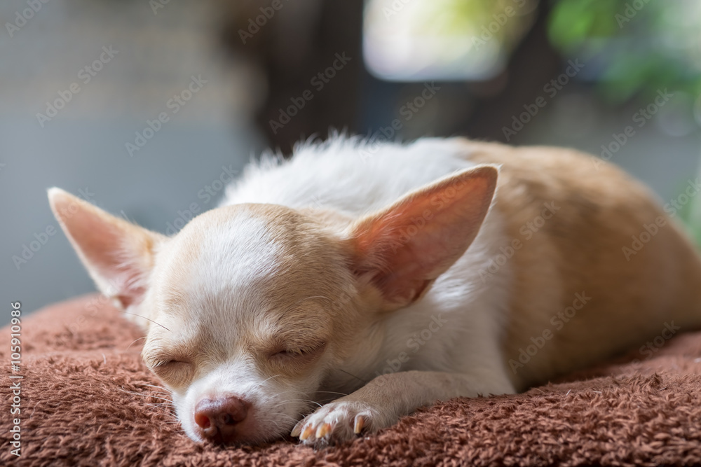 Sleep cute short hair chihuahua lay on mattress.