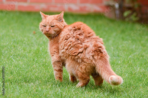 Ginger cat on grass in garden