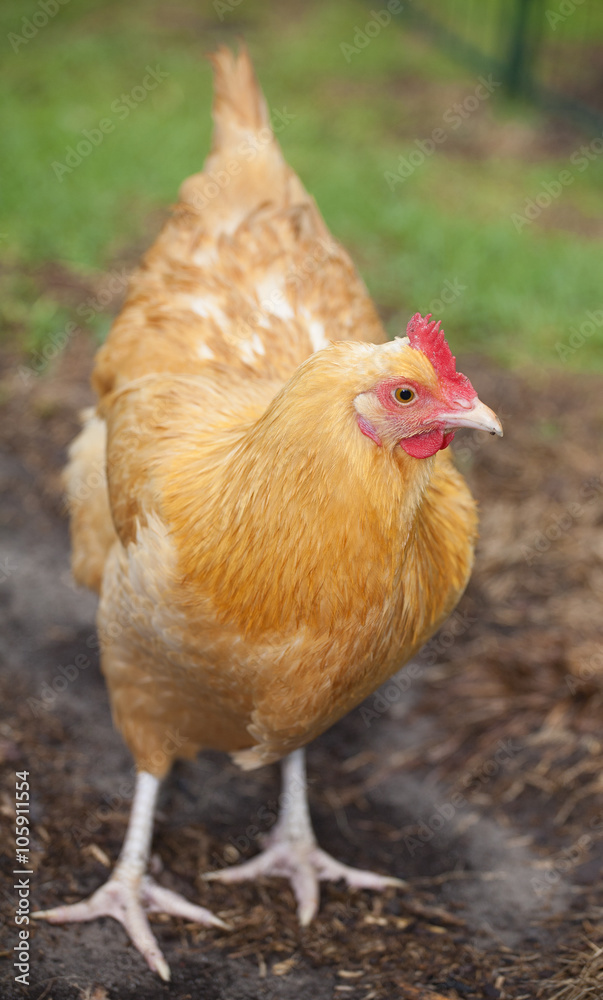 Fototapeta premium Ready to walk