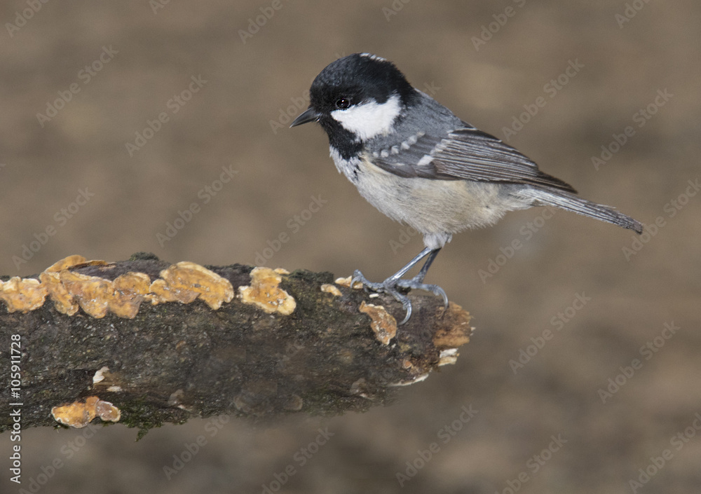 Coal tit, (Parus ater) Coal tit, (Parus ater)