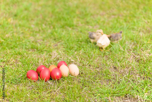 Baby chicken in green grass