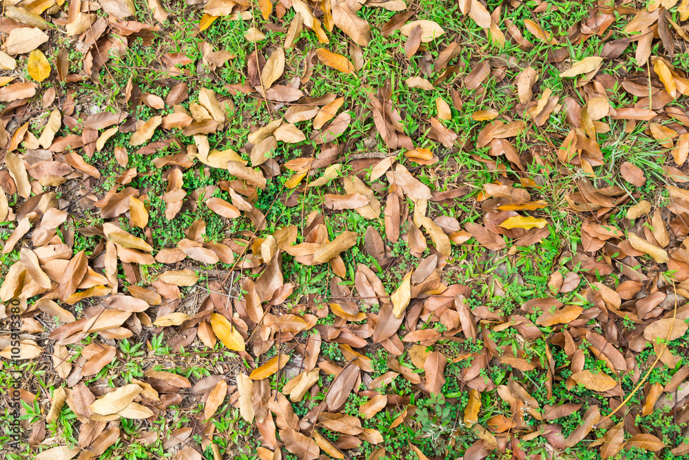 Beautify texture of dried leafs on grass at park