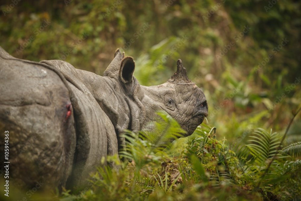 Naklejka premium Big endangered indian rhinoceros in Kaziranga National Park/Big endangered indian rhinoceros in Kaziranga National Park