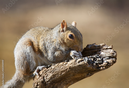 Tree squirrel © Guy Sagi