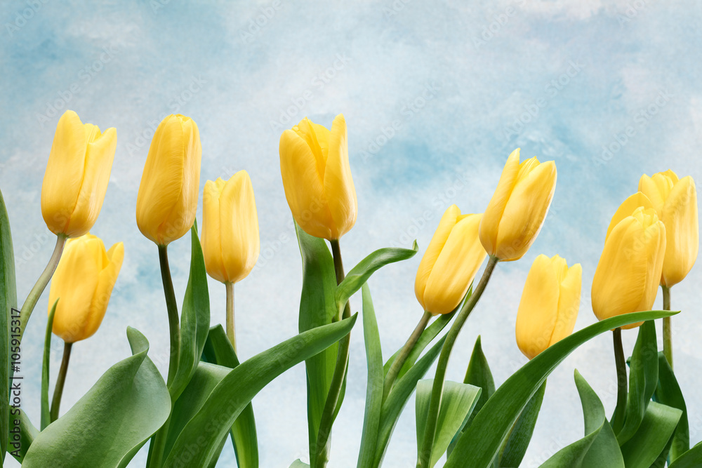 Fototapeta premium Fresh tulips background. Mothers Day, Easter