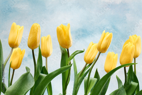 Fresh tulips background. Mothers Day  Easter