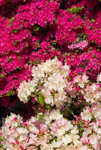 Rhododendron und Azalee in zwei verschiedenen Farben