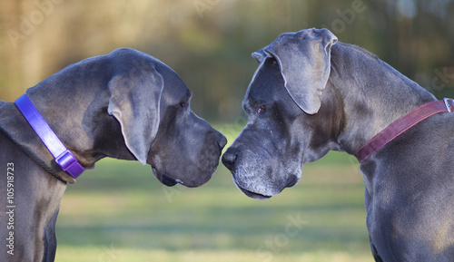 Great Dane Pair looking at each other as if they are about to fight