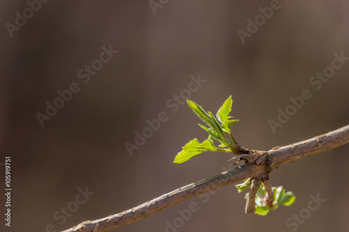 Early spring leafs grow out of the buds on a bush. Abstract background with copy space.