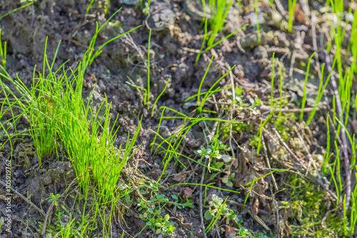 Early spring grass grows after snow did got out of the slope.