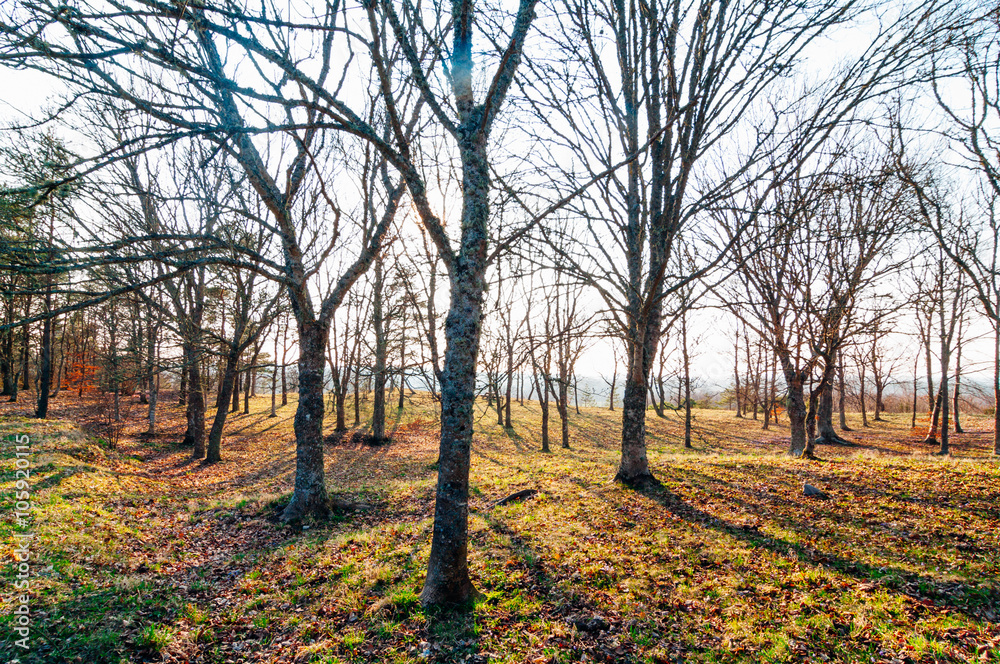 Naklejka premium kala trästammar om våren