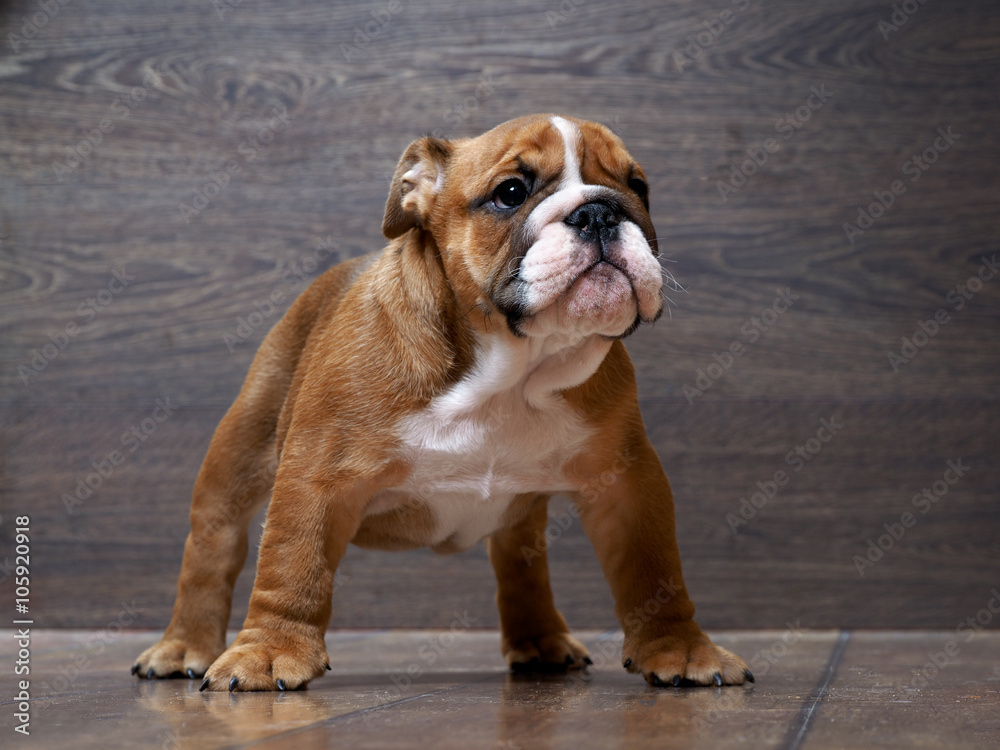 Obraz premium Purebred English bulldog puppy. Puppy 3 months. Dog standing on the wooden floor. Portrait of an elite puppy 