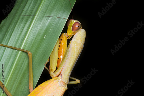 Hierodula cf. membranacea - Female photo