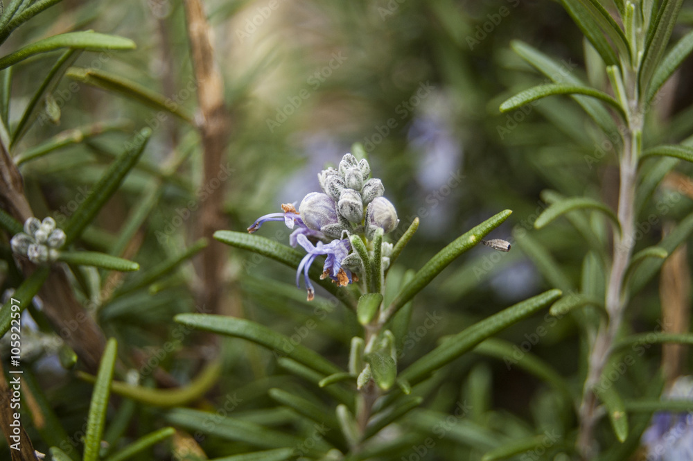Obraz premium Violet buds rosemary flowers