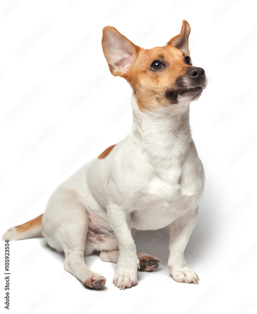 Dogs puppy isolated on white background. Jack Russell Terrier