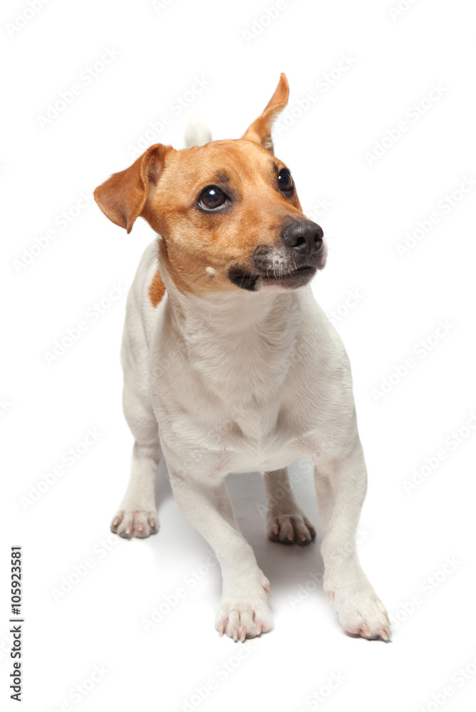 Dogs puppy isolated on white background. Jack Russell Terrier