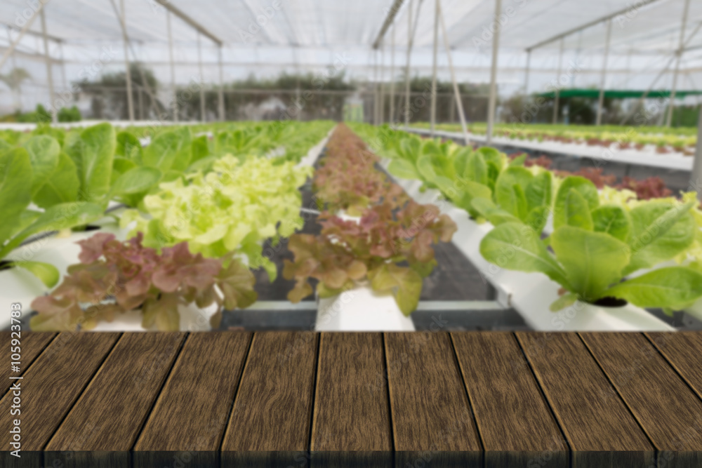hydroponic lettuce vegetable growing in agriculture farm hydroponic lettuce vegetable growing in agriculture farm