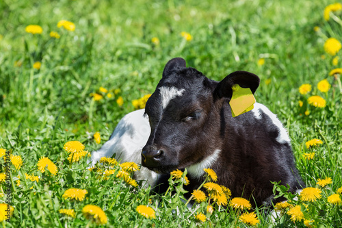 Newborn calf lying in green meadow with yellow dandelions